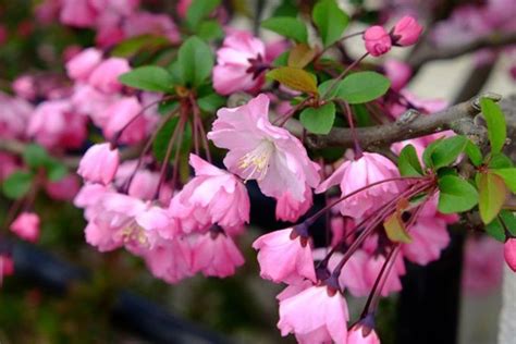 海棠開花|カイドウ（海棠）とは？花言葉などの特徴や桜との違。